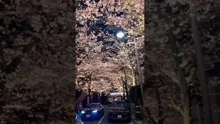 Cherryblossom 🌸 by night 🥹😍 