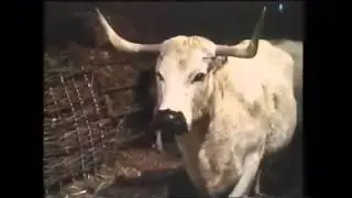 Thomas Hardy - The Oxen performed by Tim Laycock and the Hambledon Hopstep Band