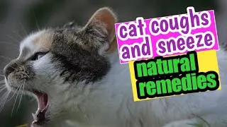 Common Cold in Cats-Coughs and Sneeze|All Natural Remedies