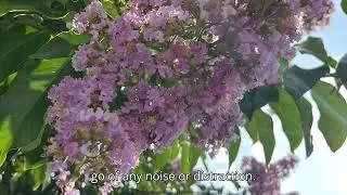 Frequency Reset - Day 2: Return to Self: Release and Realign:  417 Hz