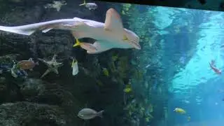 Аквариум в ТРЦ 