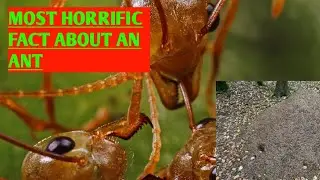 Top 5 Random and Interesting facts|Must watch|#Factolute|#facts