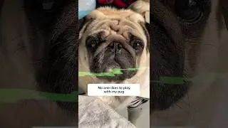 My pug SMELLS!!😫