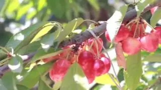 Orchard Fruit | Cherries, delicious pieces of fruit