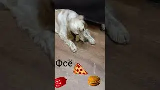 Где деньги держишь? #shorts #cute #short #cat #subscribe #юмор #подпишись #приколы #рекомендации