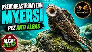 Pseudogastromyzon Myersi | ALGAE KILLER | PEZ ANTI ALGAS | @aquariumlifefr