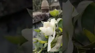 #gandhraj flower #with #song ....
