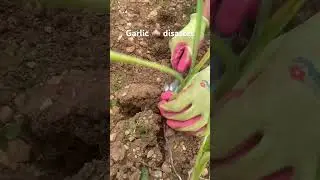 Garlic Disaster #gardening #growyourown #growyourownfood #germany #garden #homegardening #ediblegold