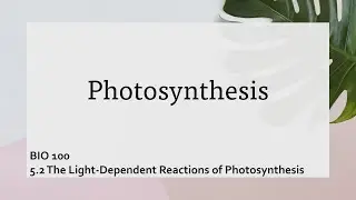 Light dependent reaction of photosynthesis