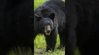 🐻&iquest;C&oacute;mo caza el Oso Negro Americano?