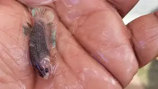 Como podrían estar tus peces si lo alimentas de la manera correcta. 