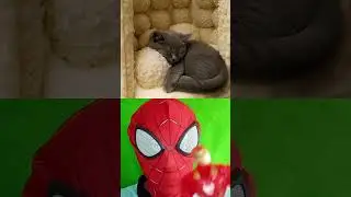 Which Candy Toilet Will Your Kitty Choose to Sleep In? ❤️ Soft Purring ASMR🐱💤 ❤️