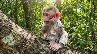 Dad is worried because Nana monkey's ears are constantly itching.