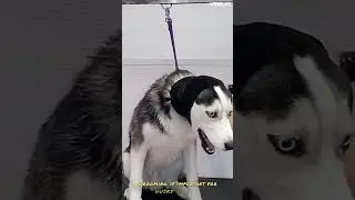 Puppy Dogs 101 -Husky