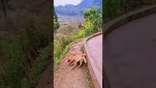 Dog fall in love with hen #dog #puppy #pets #dogvideo #doglover #funnydog #addorabledog #cutedog
