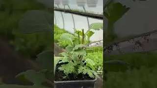 Формую кульку з корейської хризантеми💁&zwj;♀️ #ukraine #youtubeshorts #farming #automobile #warzone #uk