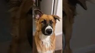 Zesty Paws Salmon Oil