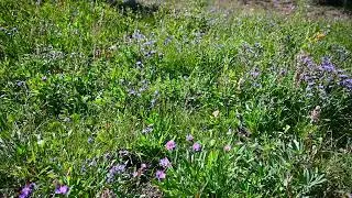 Alpine Meadow Flowers ASMR 1 hour of Meadow, 9 hours of black