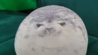 How to take care of ur seal plush | gura ch