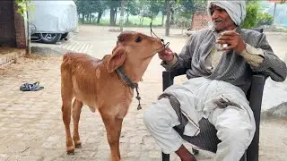 FIGHT हो गई बृंदा से बाबूजी की.. 👊👊#गाय #बछड़ा #लड़ाई #fight