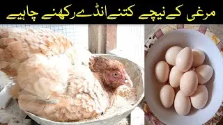 Murgi ke Niche kitne ande rakhne chai hai | Murgi ko kitne ando par bethana chai hai | 15 March 2022