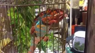 Bacchus Chameleon