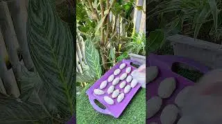 Resep kue jadul kue sawella atau taripang ini terlihat gampang tapi kadang gagal