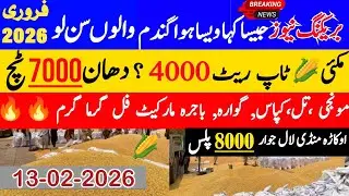 Today Wheat price in punjab//گندم کا ریٹ2026/munji makki till sarso/Galla mandi rate today 2026