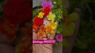 Plant for sale #highlights #ytshorts #trending #trending #sale #viralshort