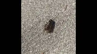 Tachysphex wasp with cockroach prey