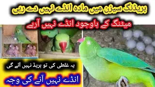 Best Supplement For Birds Breeding Season|Multivitamins for all birds hindi urdu|Ks birds update