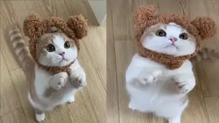 Baby Cats - Cute And Funny Cat Videos Compilation #1 | Animal Funtoosh