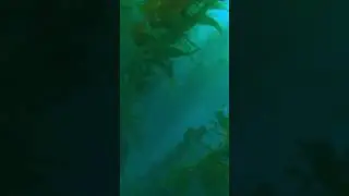 #Shorts Freediving through Epic Bull Kelp in Southern California