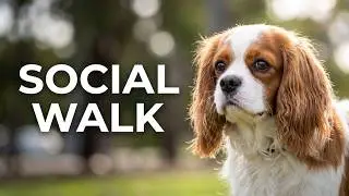 Social Walk Lokki the Cavalier