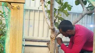 Fig tree under attack. Diagnosing and treating a borer investation, a real case study.