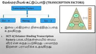 MEVIL.T.52 -  Pluripotency Network Explained in Tamil