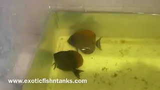 &ldquo;FABULOUS&rdquo; Fowleri Tangs!