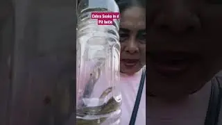 Cobra Snake n d Pit Botle #amazing #shortvideo #4k #uploadvideo  #snake #new #fyp