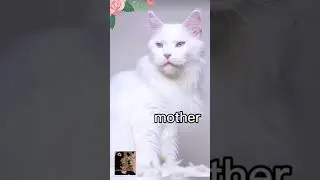 Папа, мама и я - пушистая семья. Cute cat Tim. #cat #прикольныекоты #catshorts #мем #кот #шортс