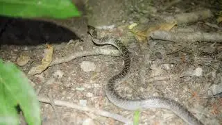 科莫多 白環蛇