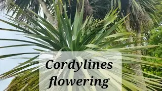 Don't give up on your cordylines