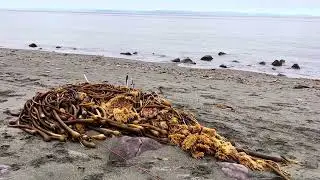 A Day at Ediz Hook Port Angeles