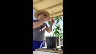 Grafting Garcinia hombroniana onto Garcinia macrophylla rootstock.