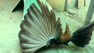 有看過真正的鳳凰嗎?? 　保證讓你吃一驚 (南臺灣最大動物園頑皮世界)