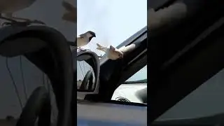 Watch this bird's reaction when looking at the mirror