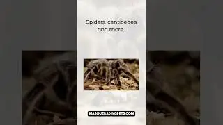 Masquerading Pets 6 Legged Friend Tip 1126
