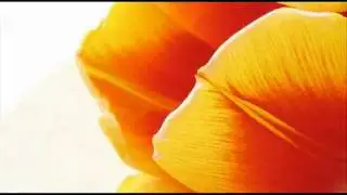 A. Vivaldi: Op. 1 n. 2 - Trio sonata for 2 violins & b.c. in E minor (RV 67)
