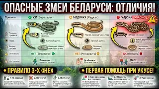 Желтые пятна — не гарантия! Вся правда о змеях Беларуси!