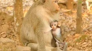 FEEDING MILK BRIGHTEN  BABY MONKEY VERY HUNGRY | MONKEY TECHNIQUE