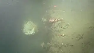 ROV Hercules Dive NA121 H1822 2020 09 30 20 33 37 610 UTC 3
